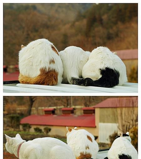 罐头分配谈判中，结果谈崩了